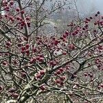 Crataegus laciniata Frucht