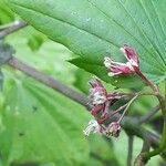 Acer circinatum Kvet