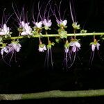Hirtella racemosa फूल