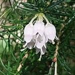 Erica lusitanica Λουλούδι