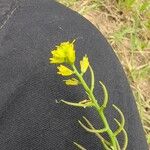 Sisymbrella aspera Flor