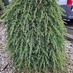 Cedrus deodara Fuelha