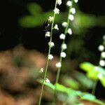 Mitella diphylla Flor