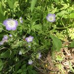 Nemophila phacelioides Хабит