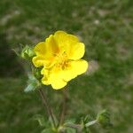 Potentilla crantzii ফুল