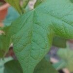 Gossypium herbaceum Likasa