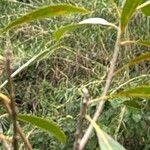 Salix nipponica Levél