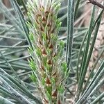 Pinus nigra Blatt