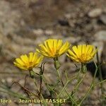 Launaea lanifera Other