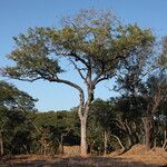 Sclerocarya birrea Хабит