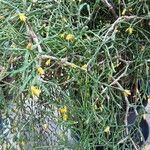 Hatiora salicornioides Habit