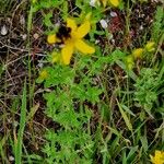 Hypericum perfoliatum Habit