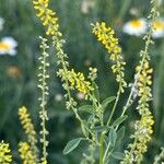 Melilotus indicus 花
