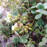 Cochlearia officinalis Fruit