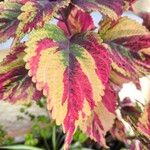 Coleus decurrens Frunză