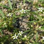 Mollugo verticillata Flower