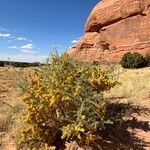 Atriplex canescens Кветка