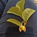 Annona senegalensis Leaf