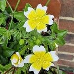 Limnanthes douglasii Flor