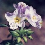 Polemonium carneum Fiore