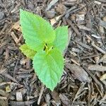 Fatoua villosa Leaf