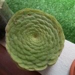 Aeonium tabulaeforme Лист