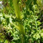 Cirsium spinosissimum Кора