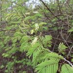 Acacia ataxacantha Blodyn