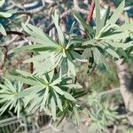 Euphorbia dendroides Blad