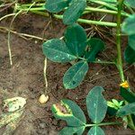 Arachis hypogaeaFruit