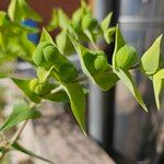 Euphorbia lathyris ফল