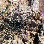 Fagonia glutinosa Otro