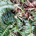 Polystichum munitum Foglia