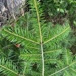 Abies grandisLeaf