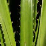 Bromelia karatas পাতা