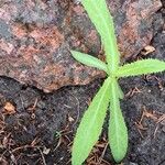 Eryngium foetidum برگ