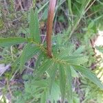 Valeriana tuberosa Lehti