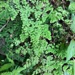 Adiantum raddianum Leaf