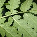 Nasa triphylla Hoja