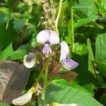 Pueraria phaseoloides Квітка