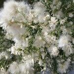 Baccharis sarothroides Flor