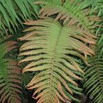 Blechnum cordatum മറ്റ്