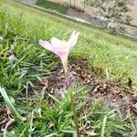 Zephyranthes robustaFlor