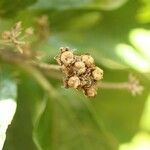 Dombeya punctata Fruchs