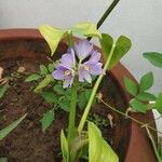 Monochoria hastata Flower