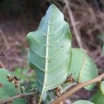 Cupaniopsis phalacrocarpa Fulla