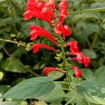 Scutellaria coccinea