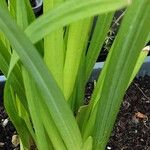 Hesperantha coccinea Leaf