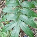 Talisia guianensis Leaf