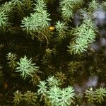 Myriophyllum aquaticum Habit